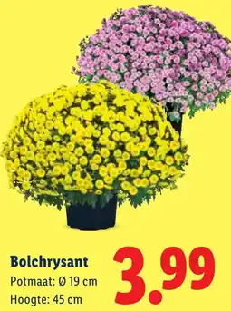 Lidl Bolchrysant aanbieding
