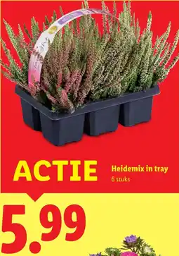 Lidl Heidemix in tray aanbieding