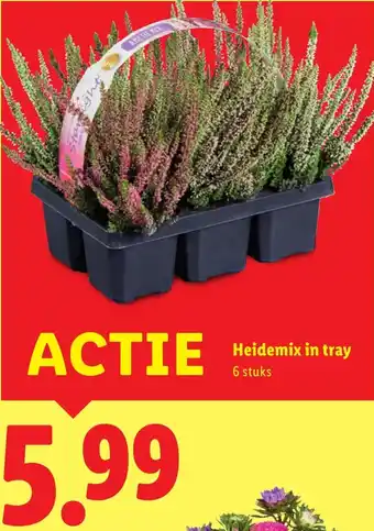 Lidl Heidemix in tray aanbieding