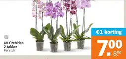Albert Heijn AH Orchidee 2-takker aanbieding