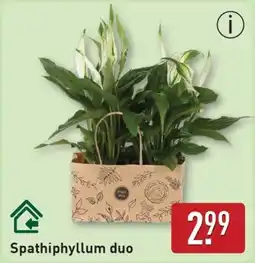 ALDI Potroos Rosa Star aanbieding