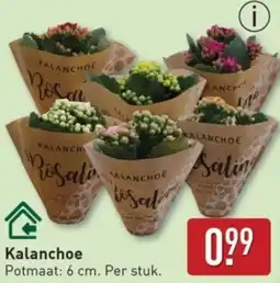 ALDI Kalanchoe aanbieding