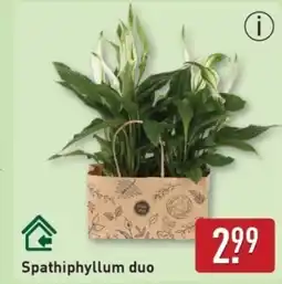 ALDI Spathiphyllum duo aanbieding