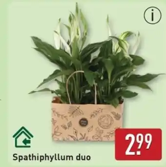 ALDI Spathiphyllum duo aanbieding