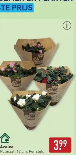 ALDI Azalea aanbieding