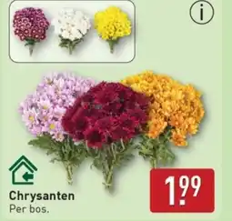 ALDI Chrysanten aanbieding