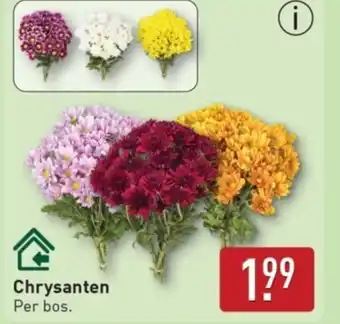 ALDI Chrysanten aanbieding