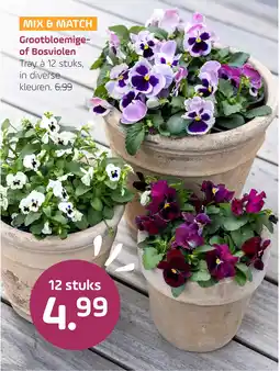 Coppelmans Grootbloemige of Bosviolen aanbieding
