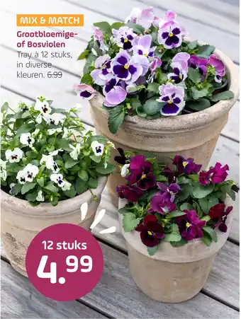 Coppelmans Grootbloemige of Bosviolen aanbieding