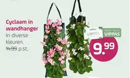 Coppelmans Cyclaam in wandhanger aanbieding
