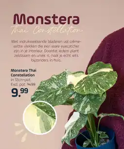 Coppelmans Monstera Thai Constellation aanbieding