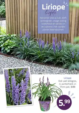 Coppelmans Liriope aanbieding