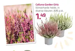 Coppelmans Calluna Garden Girls aanbieding