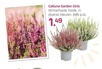 Coppelmans Calluna Garden Girls aanbieding