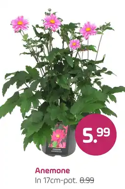 Coppelmans Anemone aanbieding