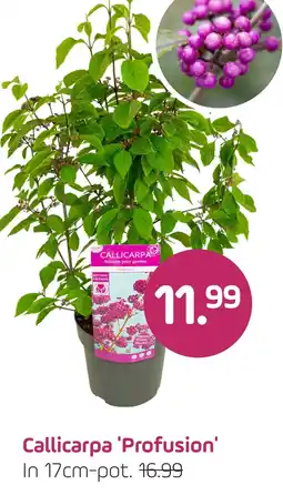 Coppelmans Callicarpa 'Profusion' aanbieding