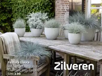 Coppelmans Festuca Glauca aanbieding