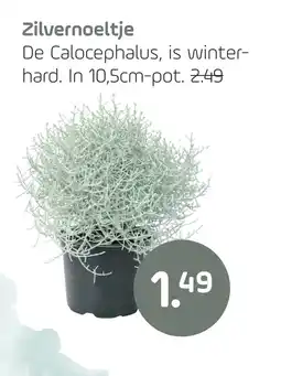 Coppelmans Zilvernoeltje aanbieding