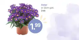 Coppelmans Aster aanbieding