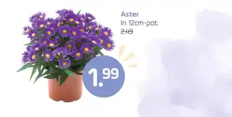 Coppelmans Aster aanbieding