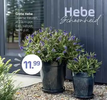 Coppelmans Grote Hebe aanbieding
