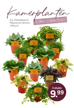 Coppelmans O.a. Chlorophytum, Peperomia, Senecio. aanbieding