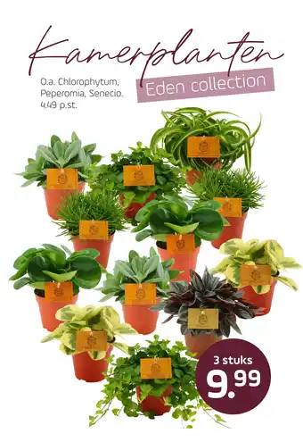 Coppelmans O.a. Chlorophytum, Peperomia, Senecio. aanbieding