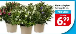 Hoogvliet Hebe tuinplant aanbieding