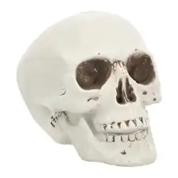 Van Cranenbroek Schedel bone 20cm aanbieding