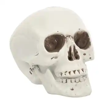 Van Cranenbroek Schedel bone 20cm aanbieding