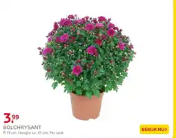 Praxis Bolchrysant aanbieding