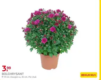 Praxis Bolchrysant aanbieding