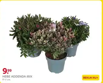 Praxis Hebe addenda mix aanbieding