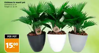 Poiesz Livistona in avanti aanbieding