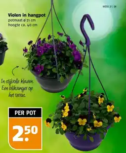 Poiesz Violen in hangpot aanbieding