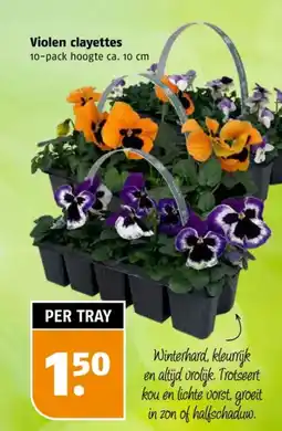 Poiesz Violen clayettes aanbieding
