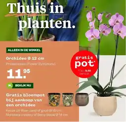 Welkoop Orchidee Ø aanbieding
