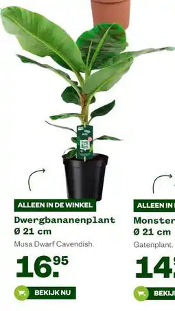 Welkoop Dwergbananenplant Ø 21 cm aanbieding