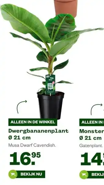 Welkoop Dwergbananenplant Ø 21 cm aanbieding