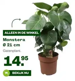 Welkoop Monstera Ø 21 cm aanbieding