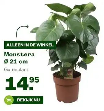 Welkoop Monstera Ø 21 cm aanbieding