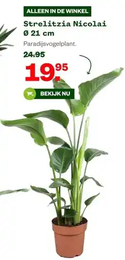 Welkoop Strelitzia Nicolai Ø 21 cm aanbieding