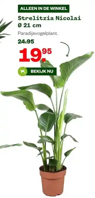 Welkoop Strelitzia Nicolai Ø 21 cm aanbieding