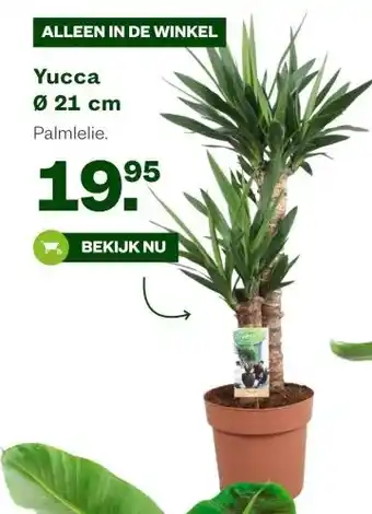 Welkoop Yucca Ø 21 cm aanbieding
