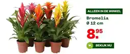 Welkoop Bromelia Ø 12 cm aanbieding