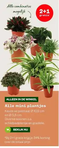 Welkoop Alle mini plantjes aanbieding