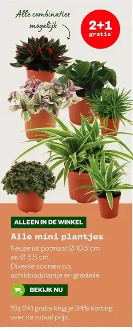 Welkoop Alle mini plantjes aanbieding