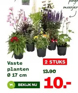 Welkoop Vaste planten aanbieding