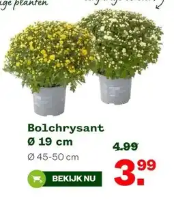 Welkoop Bolchrysant aanbieding