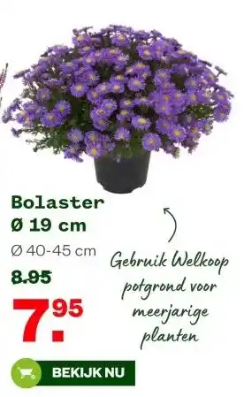 Welkoop Bolaster Ø 19 cm aanbieding